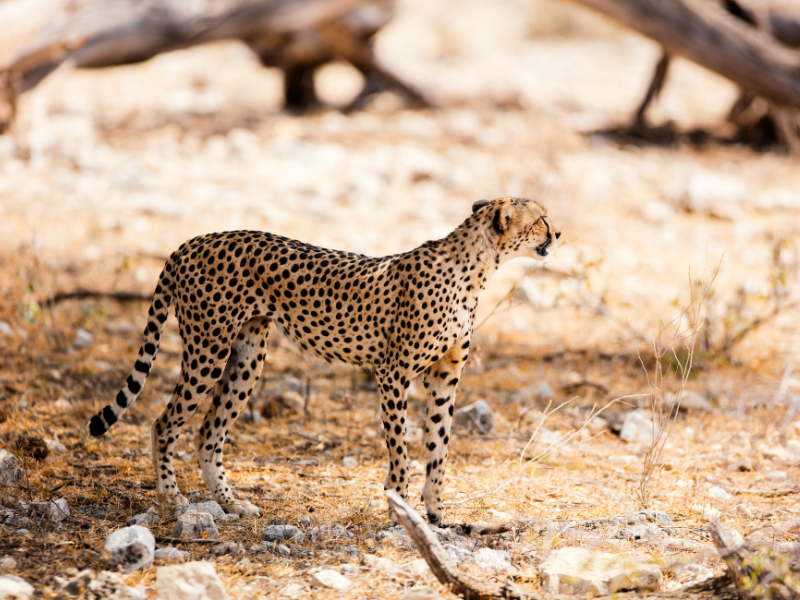 The Best of Kenya — 9